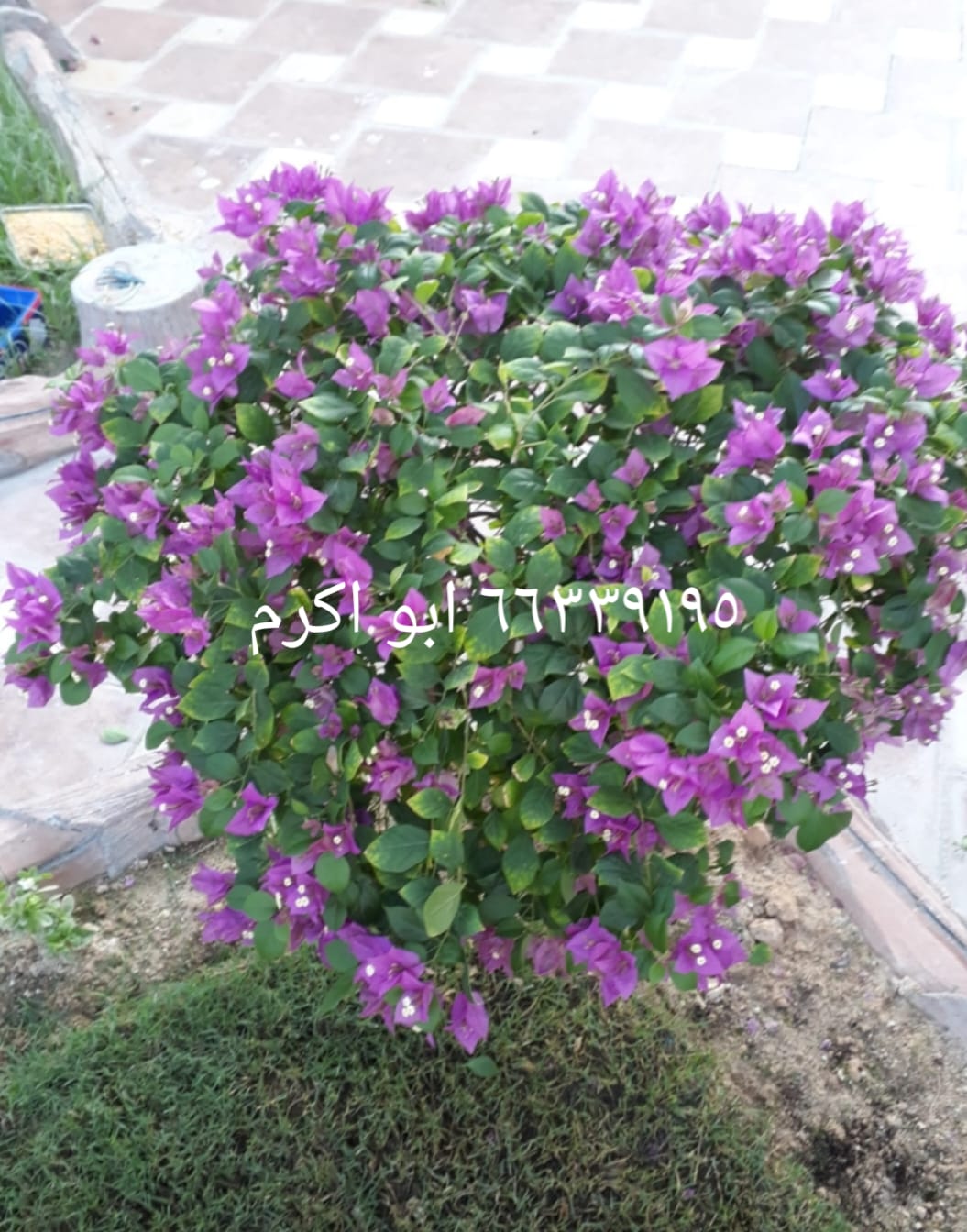 ابو كرم لتنسيق الحدائق 16