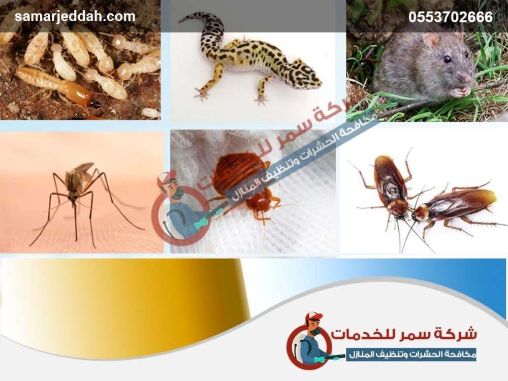 شركة مكافحة الحشرات - مكافحة الحشرات - في قطر