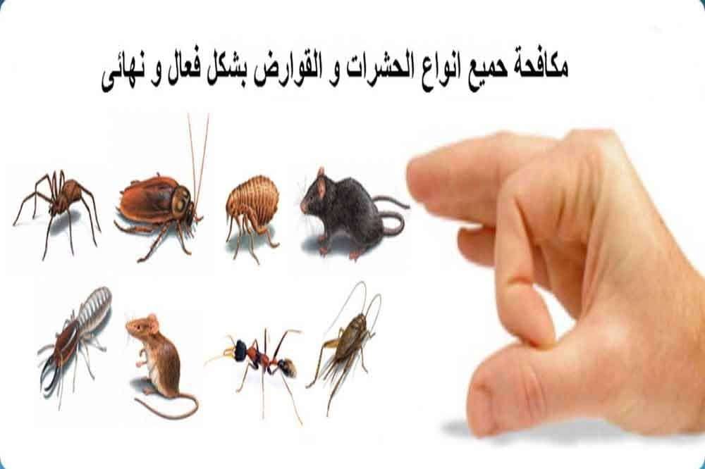 شركة مكافحه الحشرات - مكافحة الحشرات - في قطر