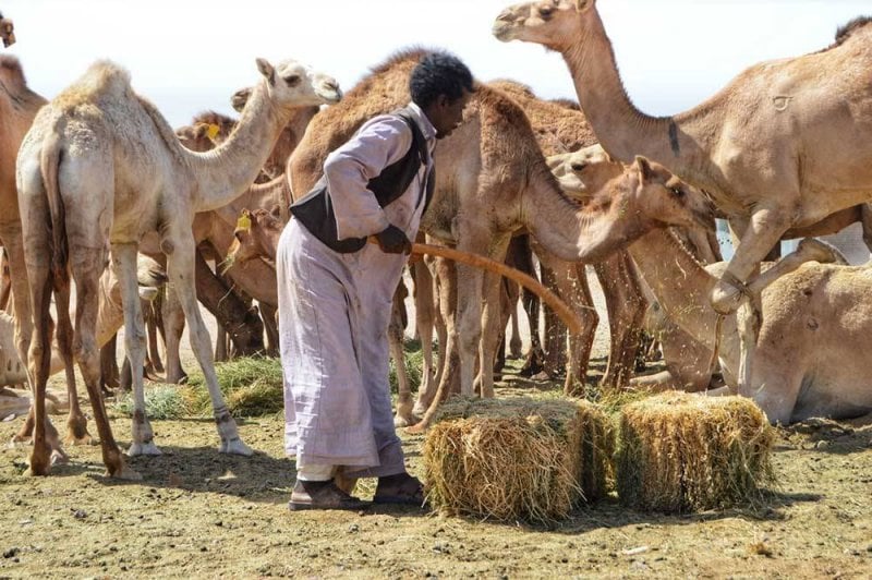 مطلوب عمل راعي ابل سوداني - الحيوانات ومستلزماتها - في قطر