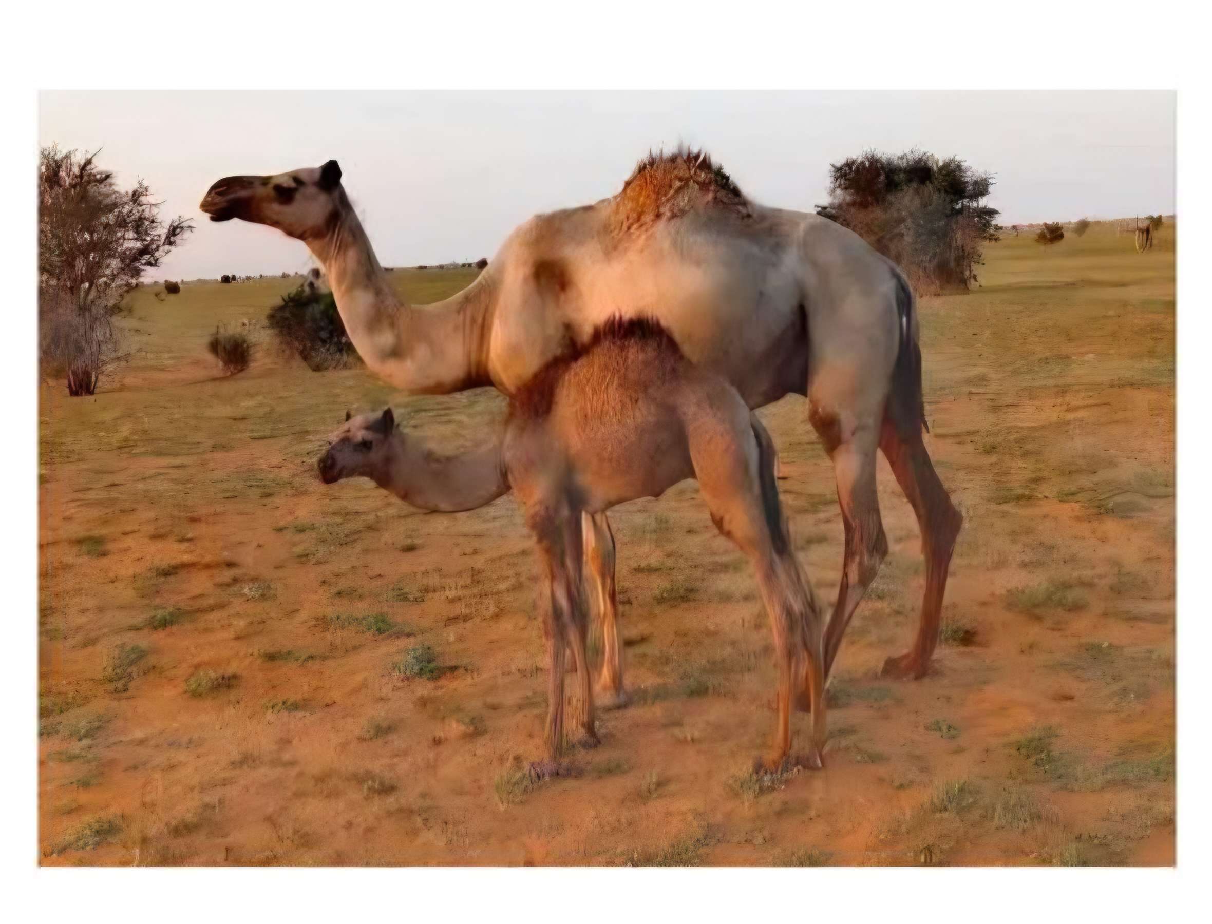 راعي ابل سوداني - الحيوانات ومستلزماتها - في قطر