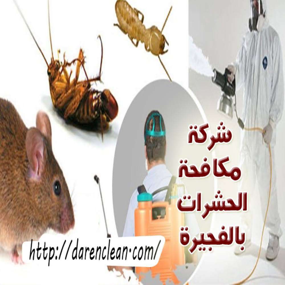 شركة مكافحة الحشرات - مكافحة الحشرات - في قطر