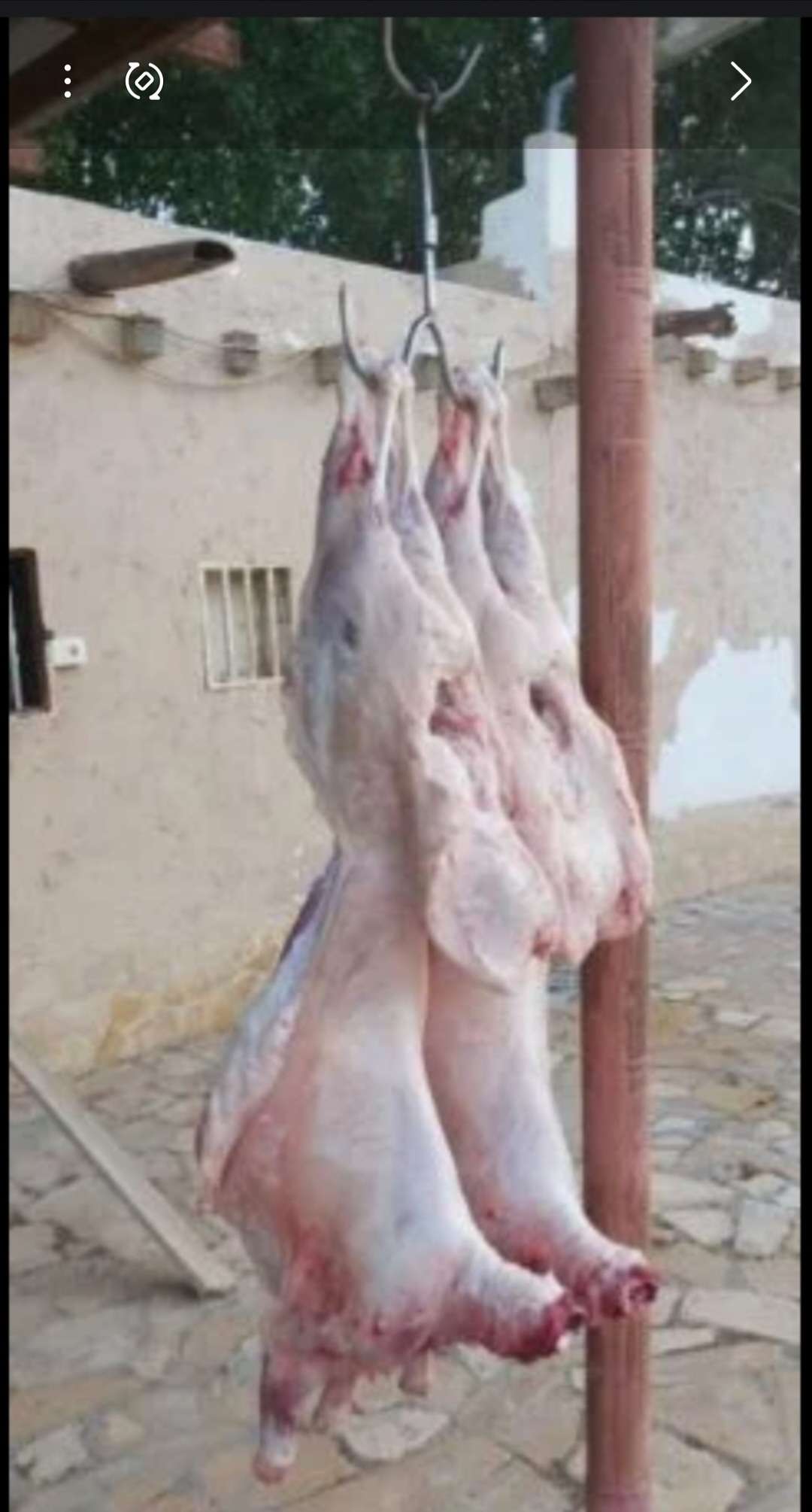 قصاب خرفان وماعز وقعود وعجول - الحيوانات ومستلزماتها - في قطر